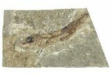 Oligocene Fossil Clupeoid Fish (Beksinskiella) - Poland #320629-1